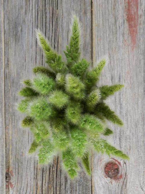 BUNNY TAIL GRASS